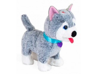 Noriel Pets - Catelus Oliver