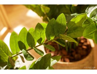 Zamioculcas artificial in ghiveci, 70cm, 116 frunze, 7 tulpini