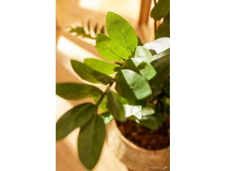 Zamioculcas artificial in ghiveci, 110cm, 220 frunze, 11 tulpini