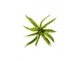 Tufa artificiala feriga Asplenium, 15 ramuri, 30cm